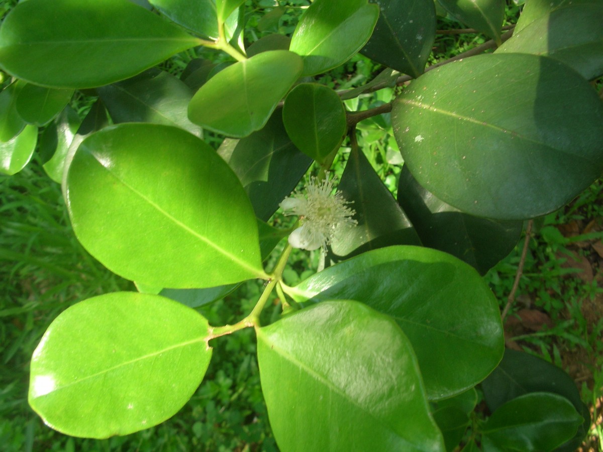 Psidium cattleyanum Sabine